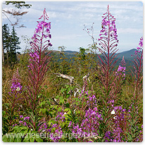 Riesengebirge-Tschechien